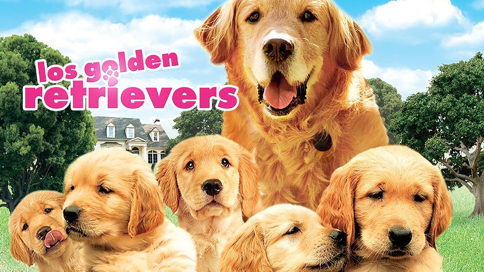 Los Golden Retrievers | Canela TV