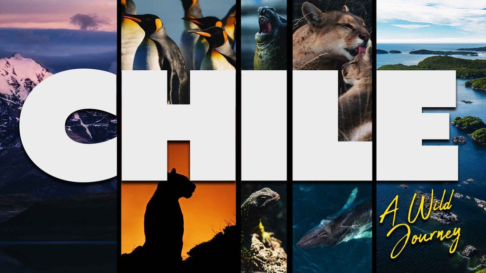 Chile: A Wild Journey